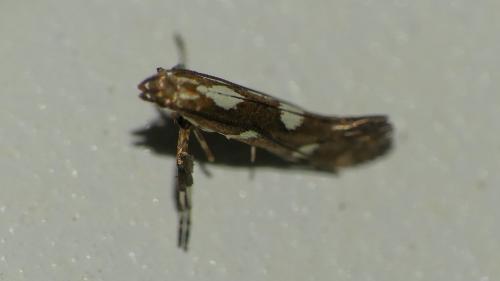 Réf. 329 938 : Calybites phasianipennella